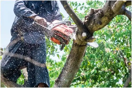 tree services Frizzleburg